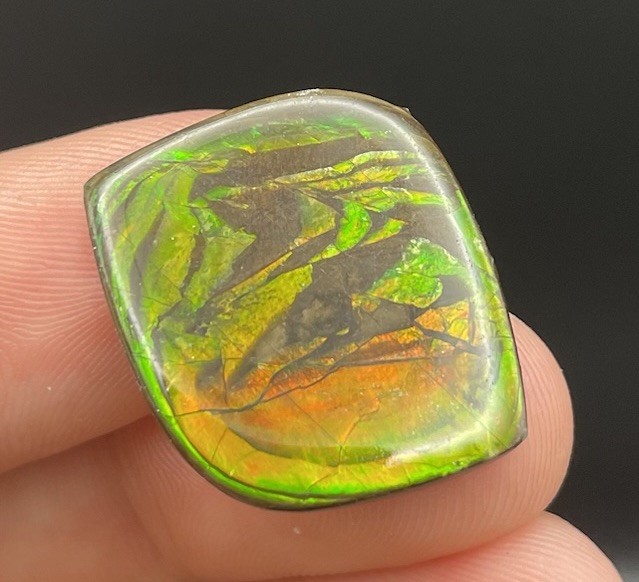 GORGEOUS GREEN Canadian Ammolite Gem Colorful Fossil Ammonite