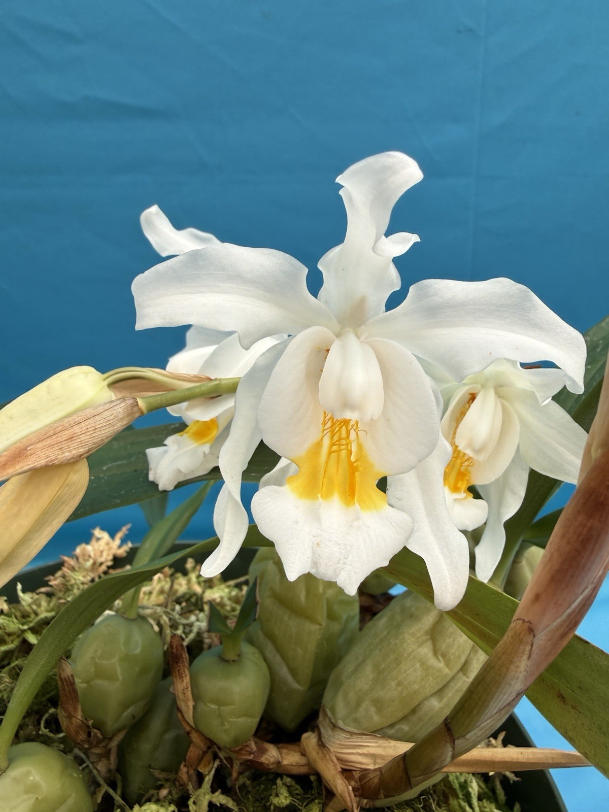 Coelogyne cristata ‘The Queen’ AM/AOS BS White Yellow Orchid Species 6” Pot