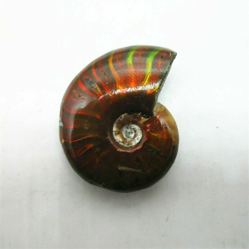 Natural Crystal Iridescent Ammonite Ammolite Facet Specimen Fossil Madagascar @