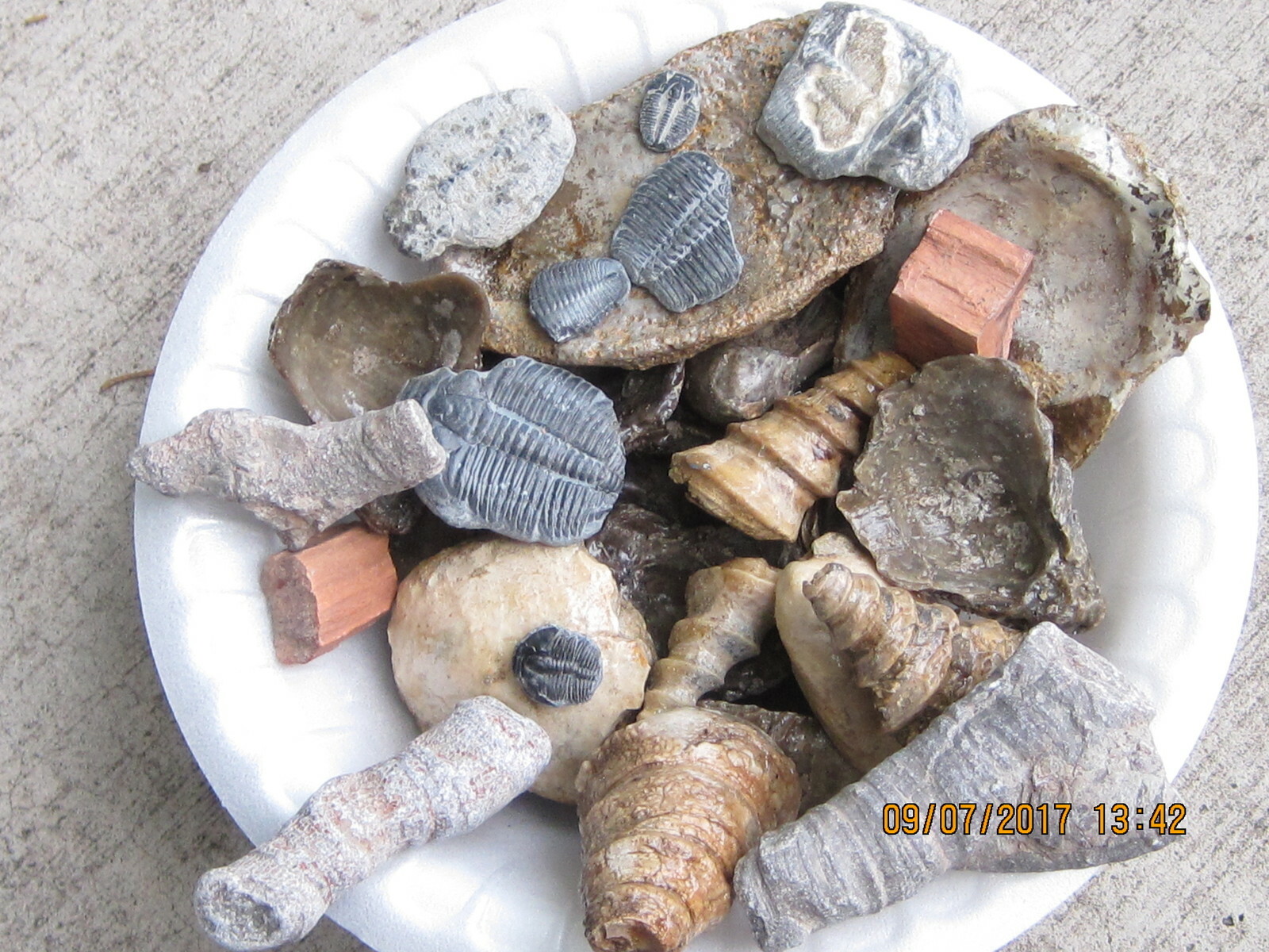 LOT OF 100 ASSORTED FOSSILS WHOLESALE