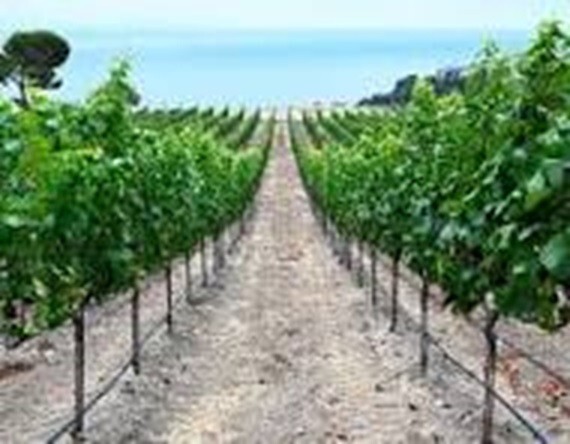 Potassium sulfate GRANULAR SOP Sulfate of Potassium Fertilizer 0-0-50 FAST SHIP