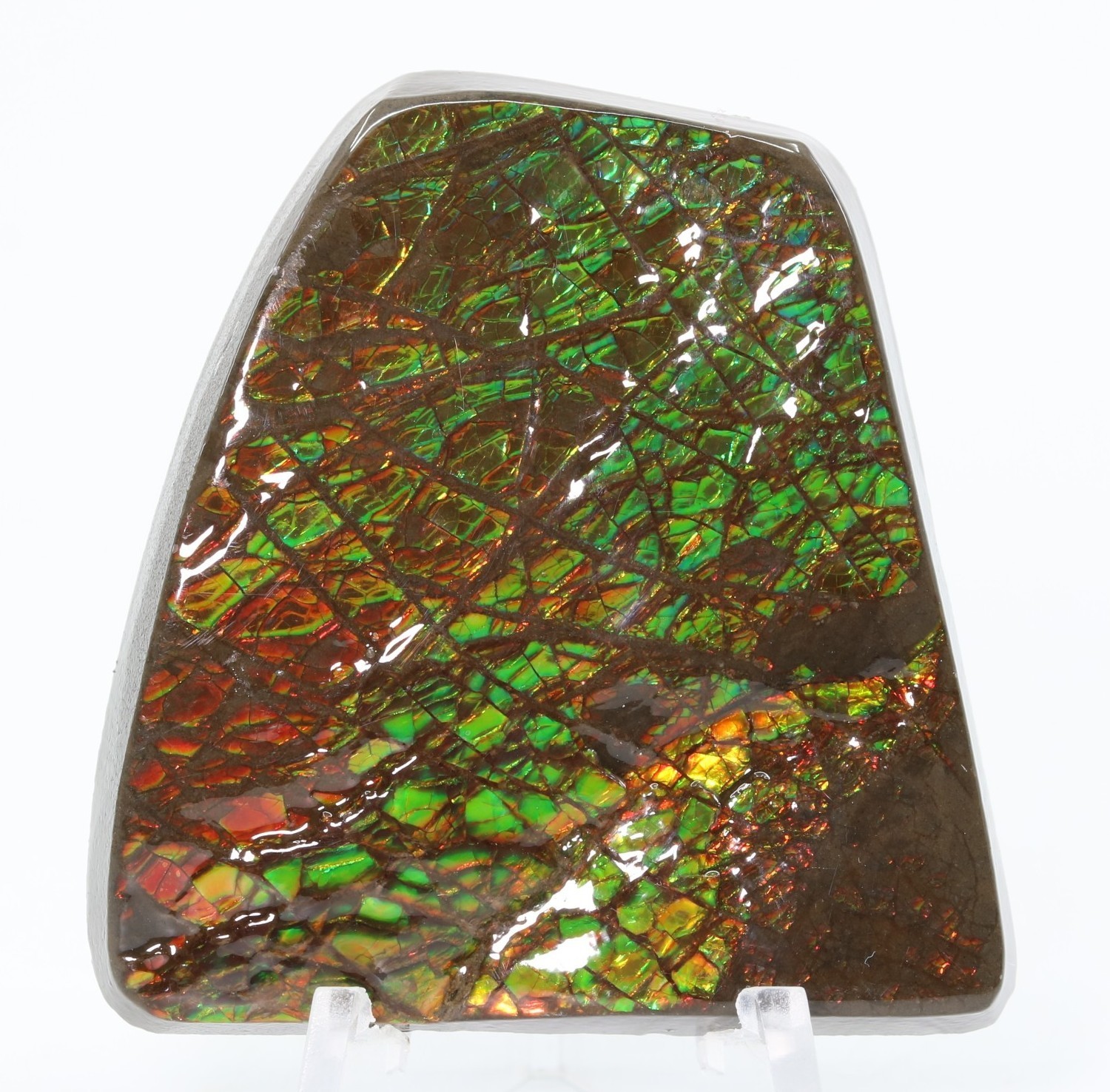 Korite Ammolite Fossil Ammonite 1.99" 50.5mm Bearpaw Fm. Alberta Canada COA 7323