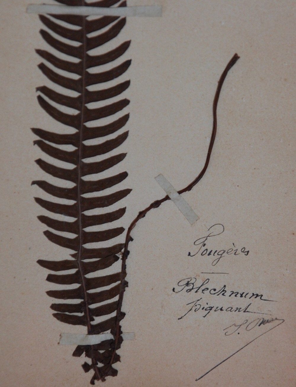 15 FRAMED ANTIQUE BOTANICAL ORIGINAL SPECIMENS ~ FRENCH 19c HERBARIUM PLANT