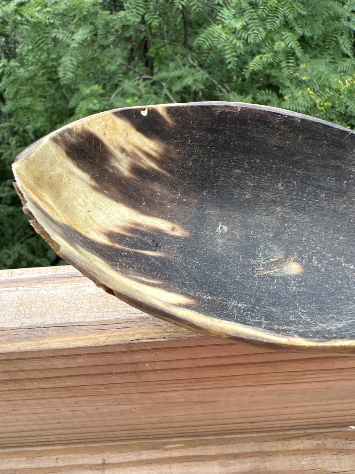 Original Native American Indian Hand carved Goat Horn Spoon; Late 19th Cent.