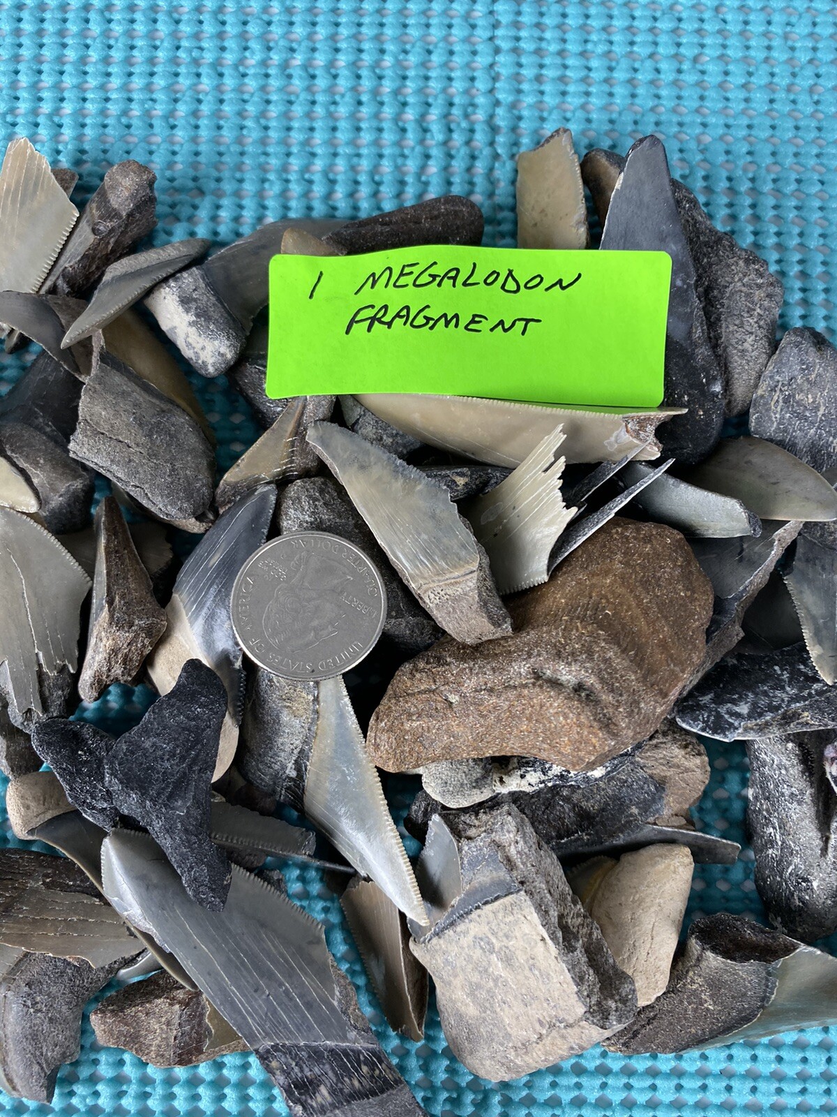 150 Piece Shark Teeth / Fossil Starter Kit From Venice Florida