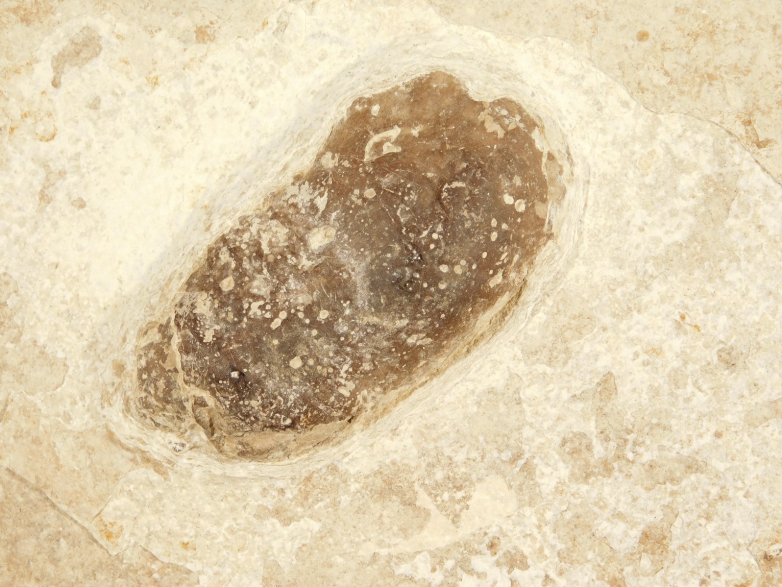 BIG! CROCODILE / TURTLE Coprolite or Fossil Turd From Wyoming 586gr