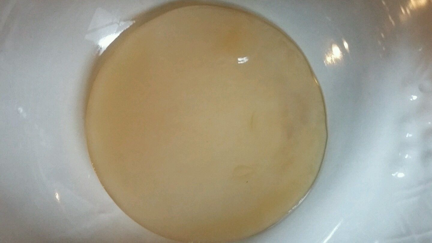 3" Live KOMBUCHA FRESH SCOBY STARTER TEA ORGANIC Free shipping