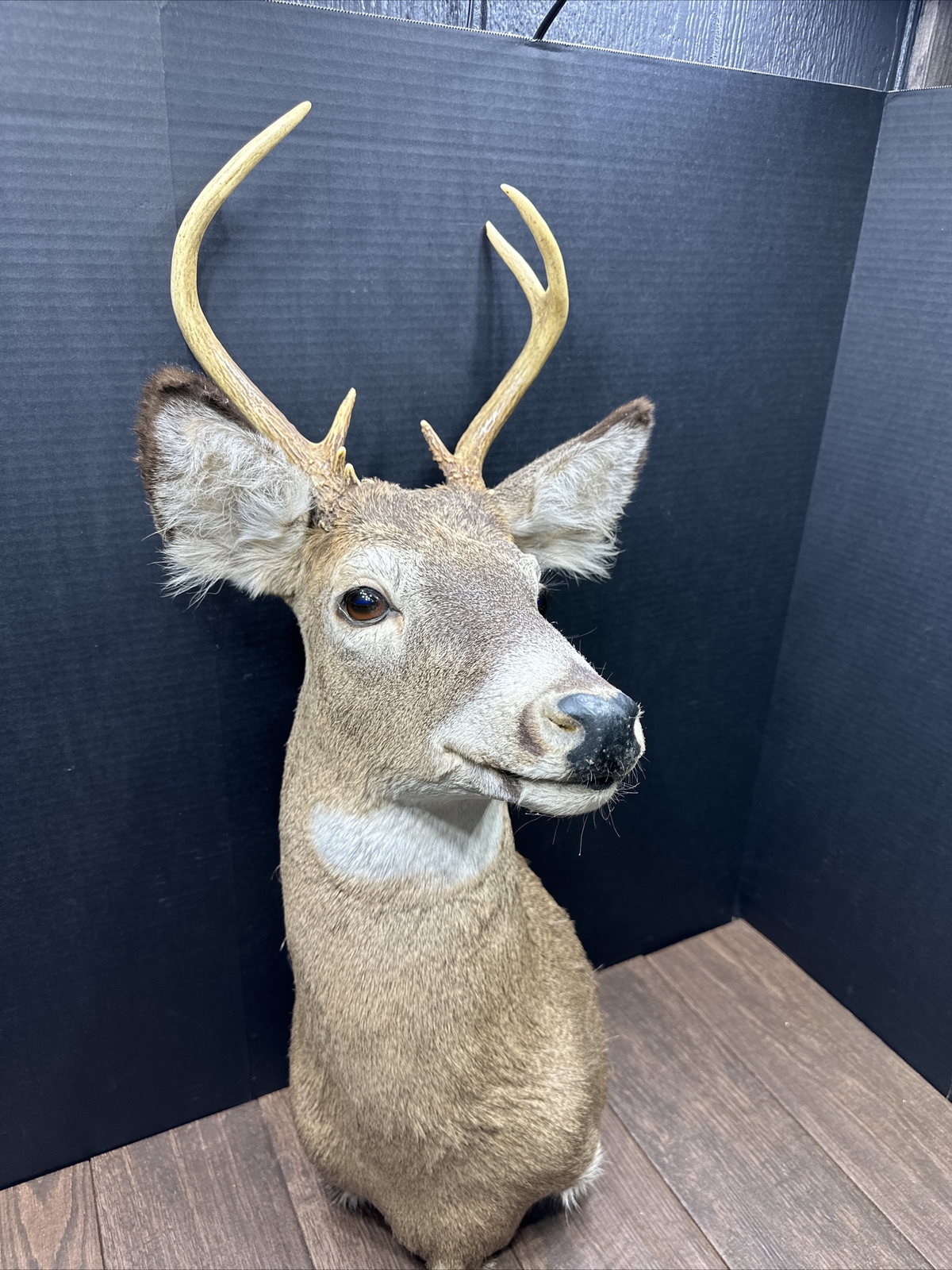 Nice 6 Point Whitetail Deer Buck Shoulder Mount Taxidermy