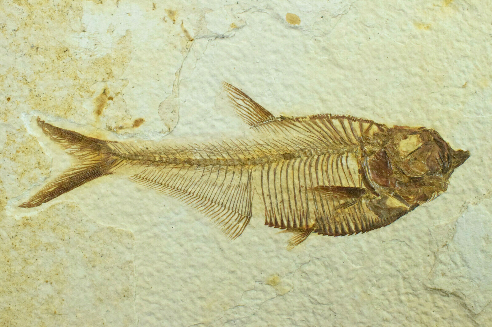 A Grade Diplomystus dentatus Fossil Fish Green River Formation Wyoming