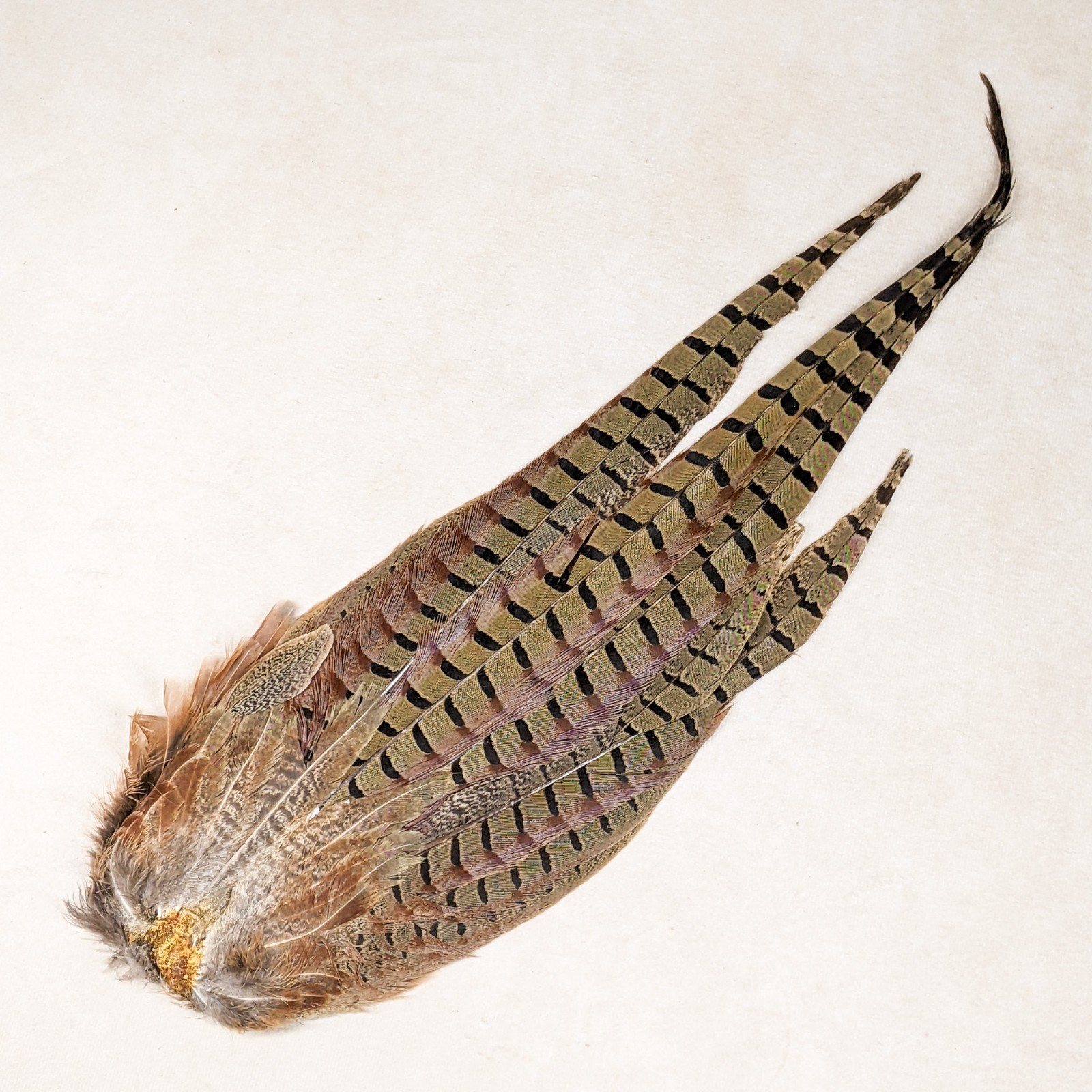 16+" RINGNECK PHEASANT Tail clump bird crafts feather Taxidermy Oddity Curiosity