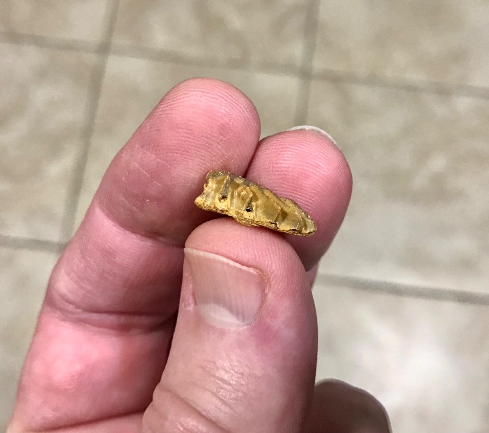 SWEET & AWESOMELY RARE LUNGFISH TOOTH PLATE W PARTIAL JAW ATTACHED FOSSIL