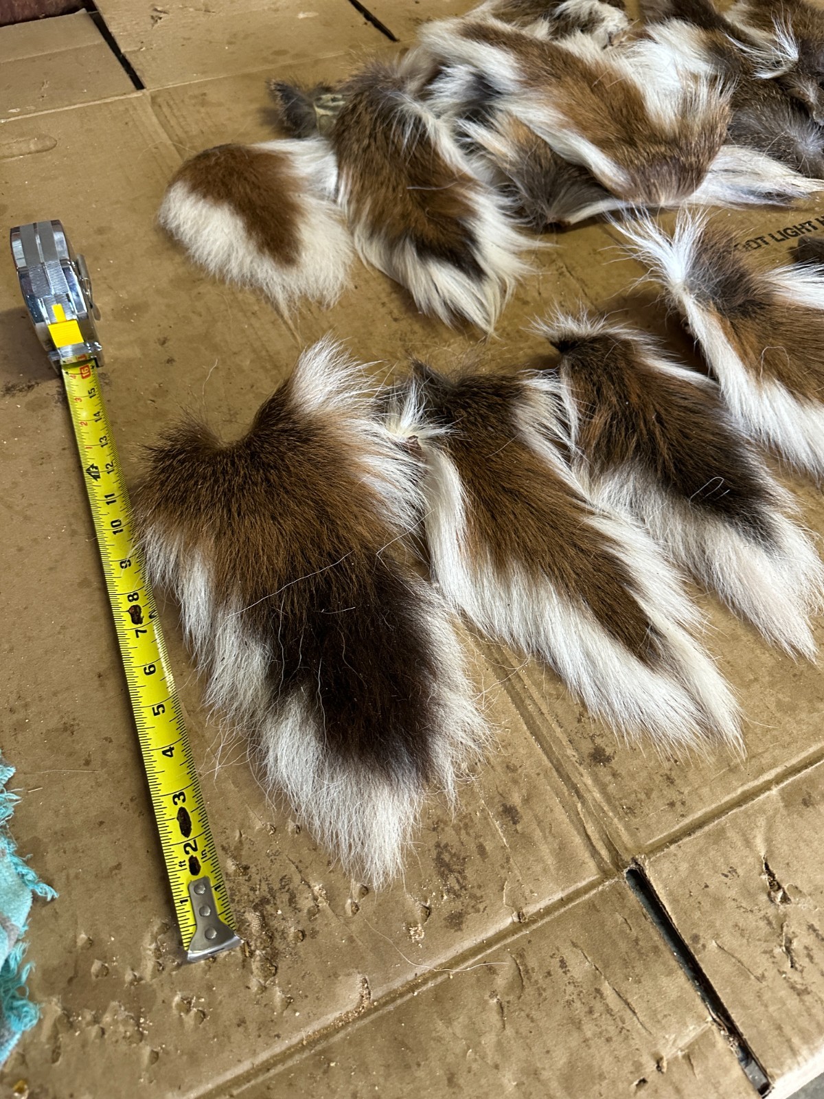 " WEEKLY SPECIAL " 2 DEER TAILS ( READ DISCRIPTION )  10 INCH PLUS   AIR DRIED