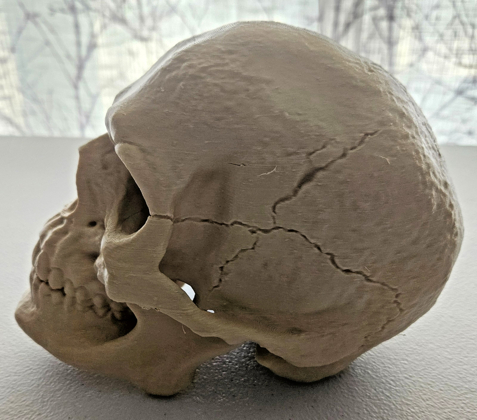 Large 3D Printed Human Skull 8 inch • Bone Color • Realistic Artistic Model