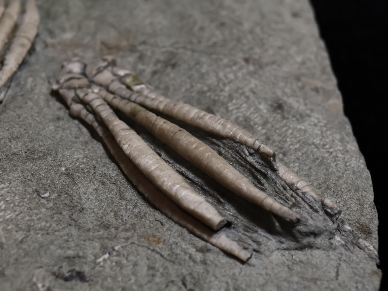 Two Scytalocrinus decadactylus Fossil Crinoids, Crawfordsville, Indiana