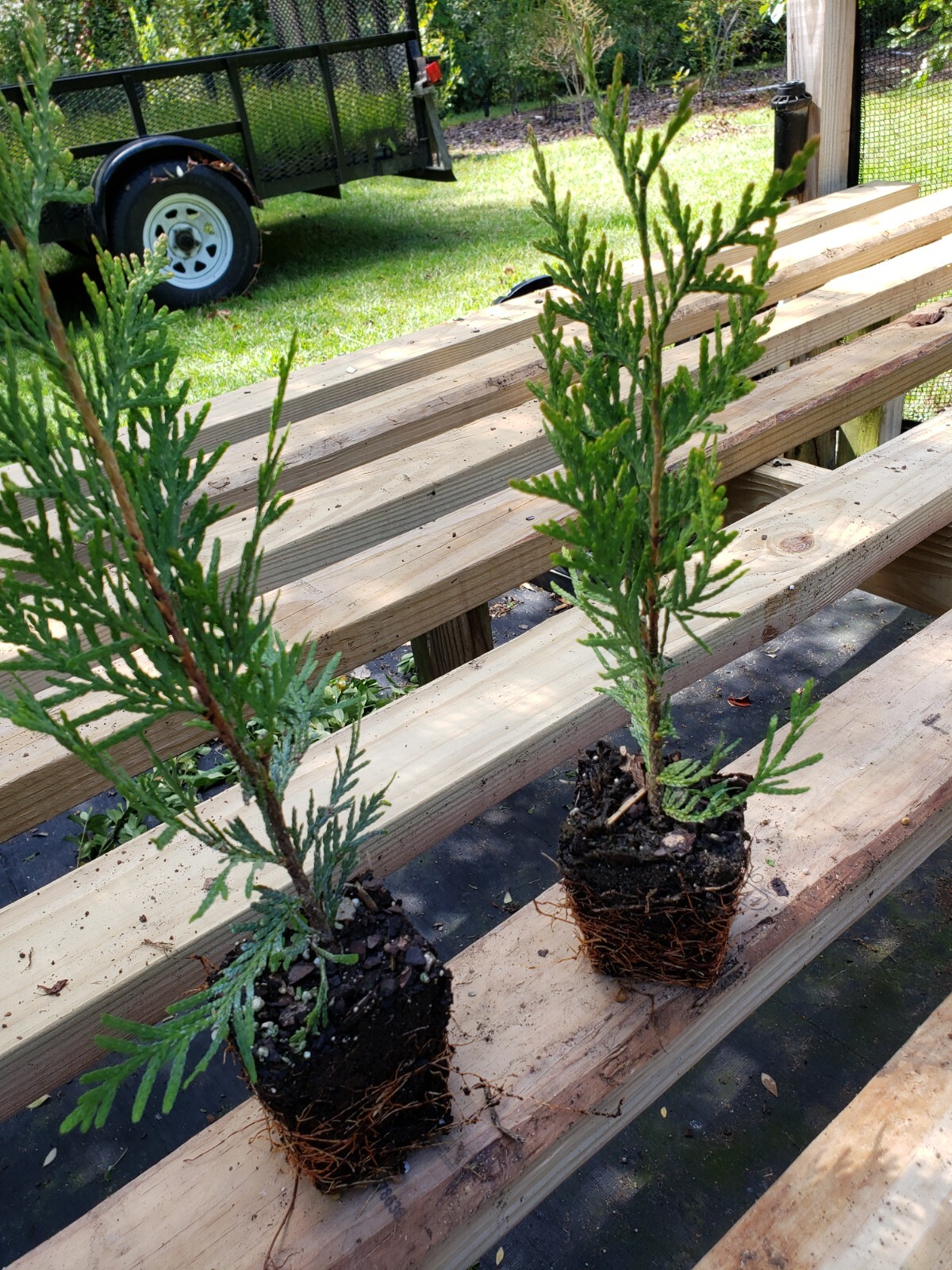 Green Giant Arborvitae, fast growing, privacy, five to 50 plants, FREE shipping