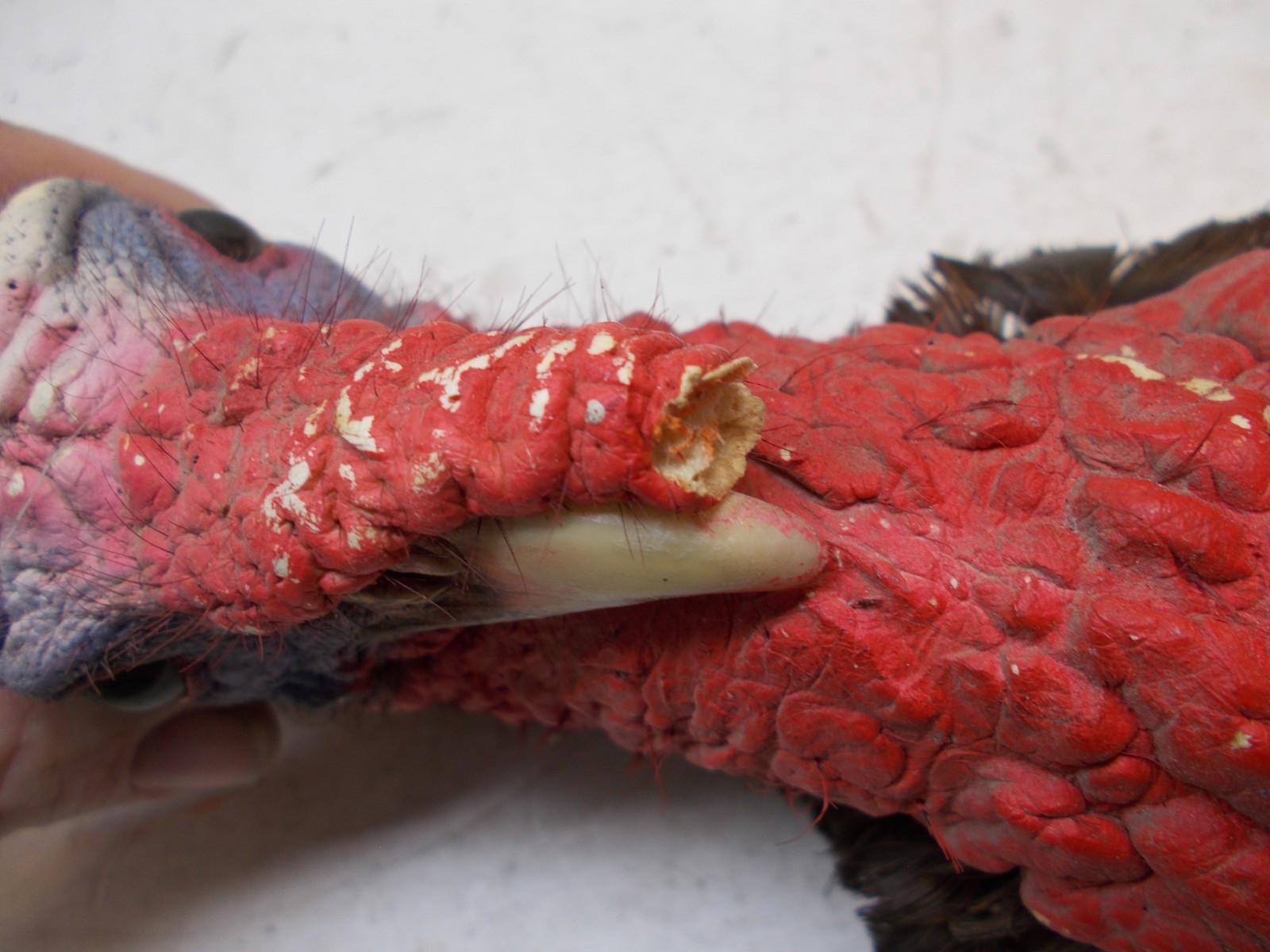 wild turkey mounted turkey head taxidermy cabin decor