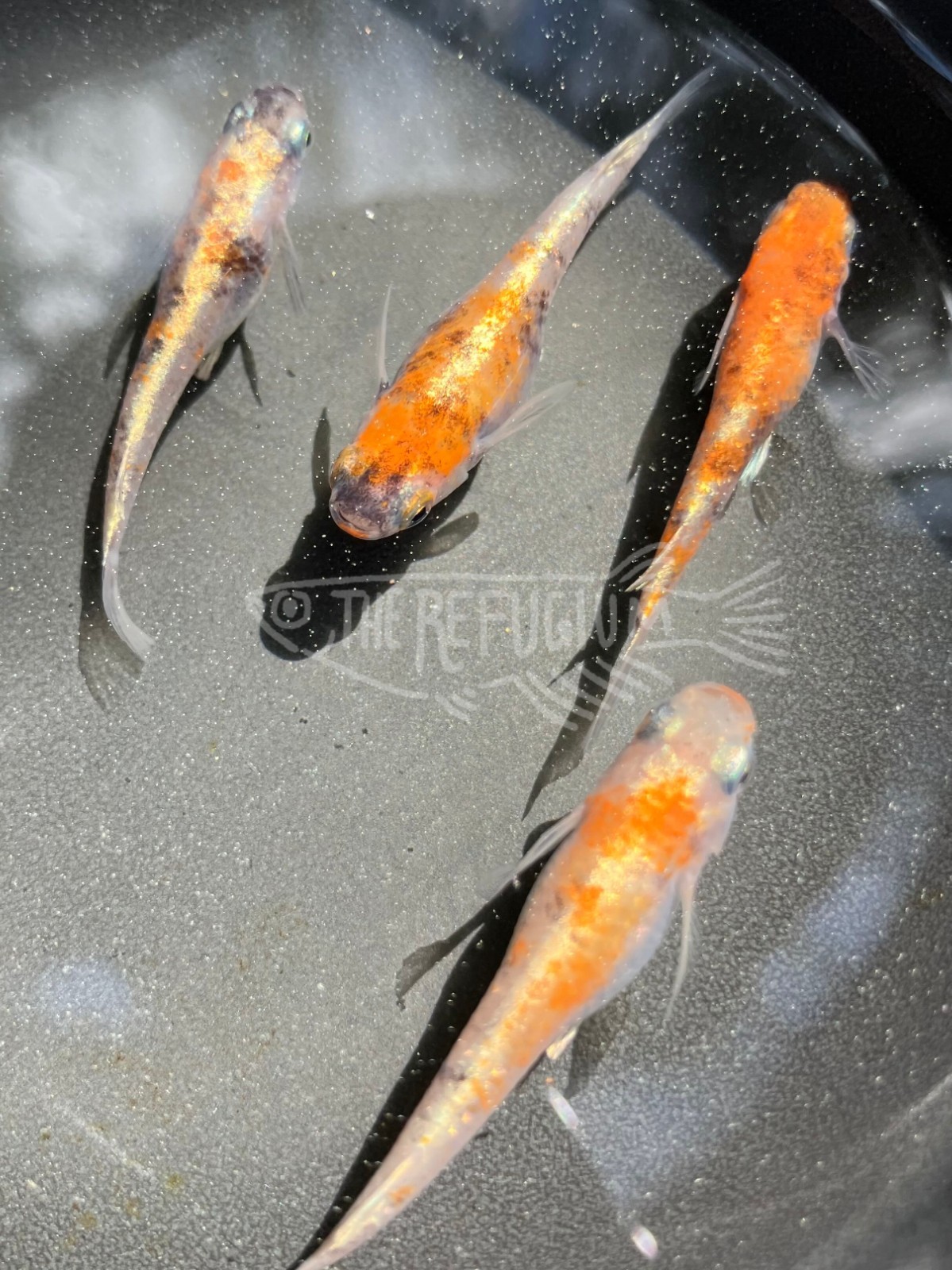 10+ fertilized hatching eggs kougyoku medaka ricefish sanshoku taigaikou