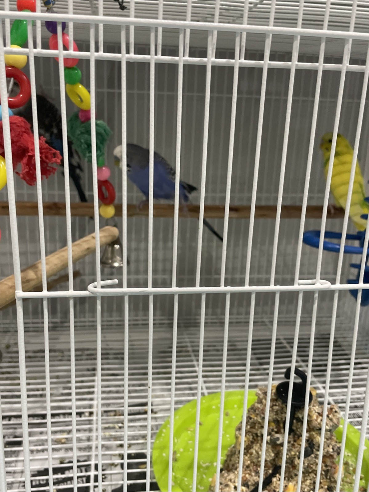 Free Birds If You Want Contact Us Three Budgies