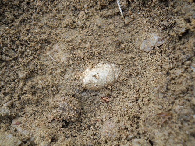 Old Rare Vintage Antique Civil War Relic Miniball Appomattox Virginia with Soil