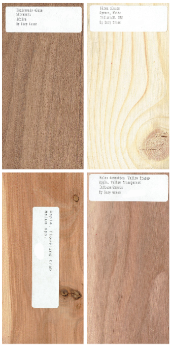 40 pc. Set of 1/2 x 3 x 6" Wood Samples for Collecting, Knife Scales, etc. Set 1