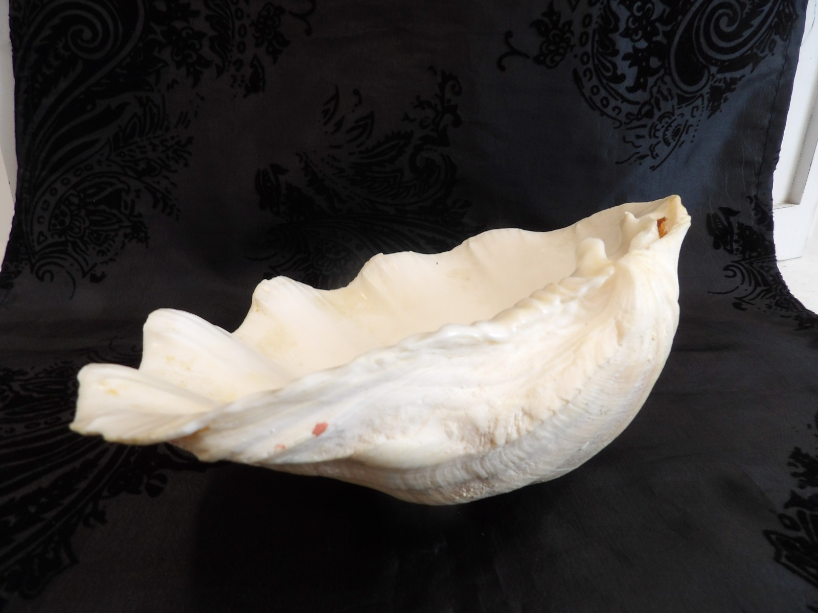 Awesome OLD Vintage Natural Half Tridacna Clam Shell~Fabulous Decor