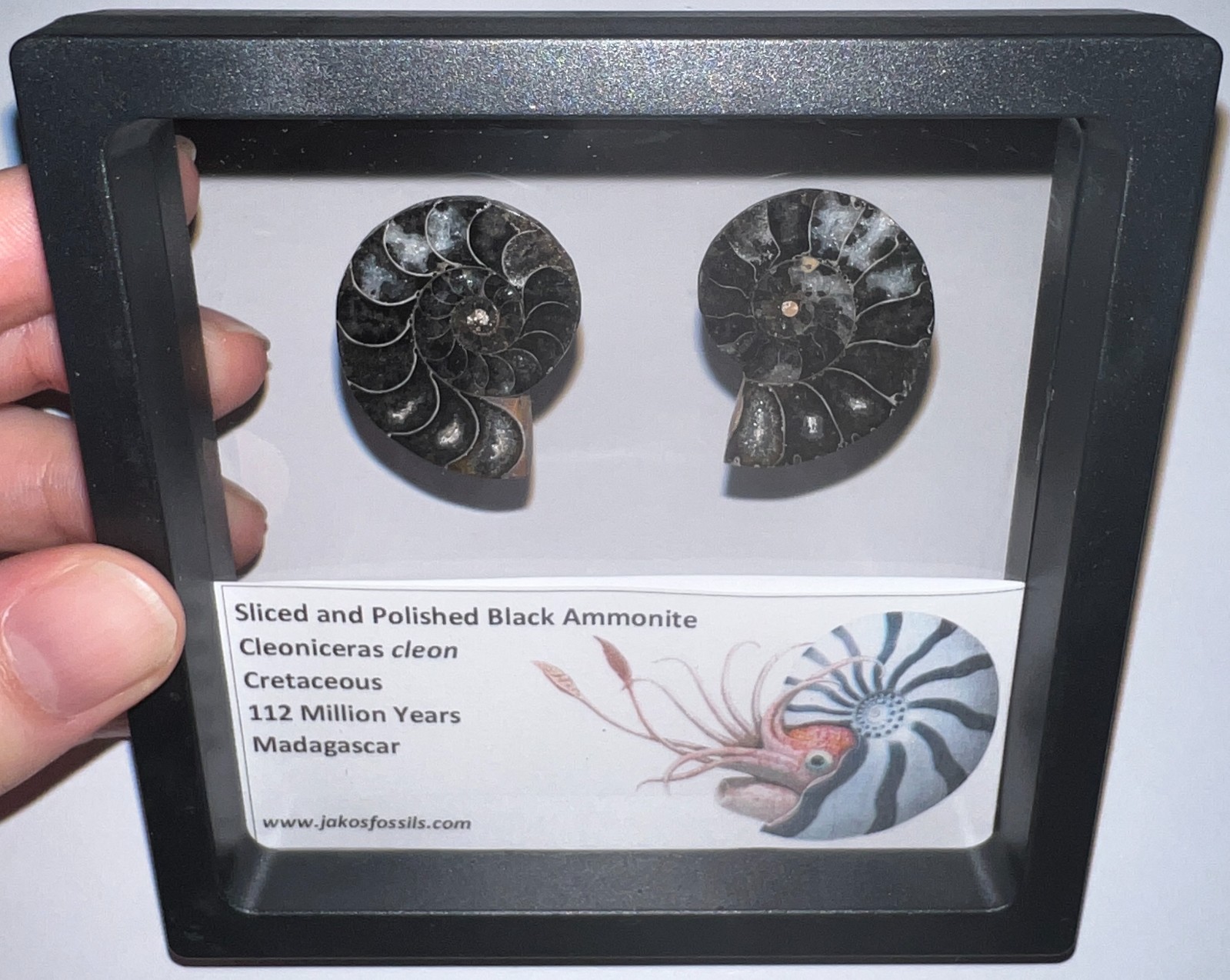 SUPER RARE Sliced Framed BLACK AMMONITE Lot Dinosaur Era Fossil One Per Order