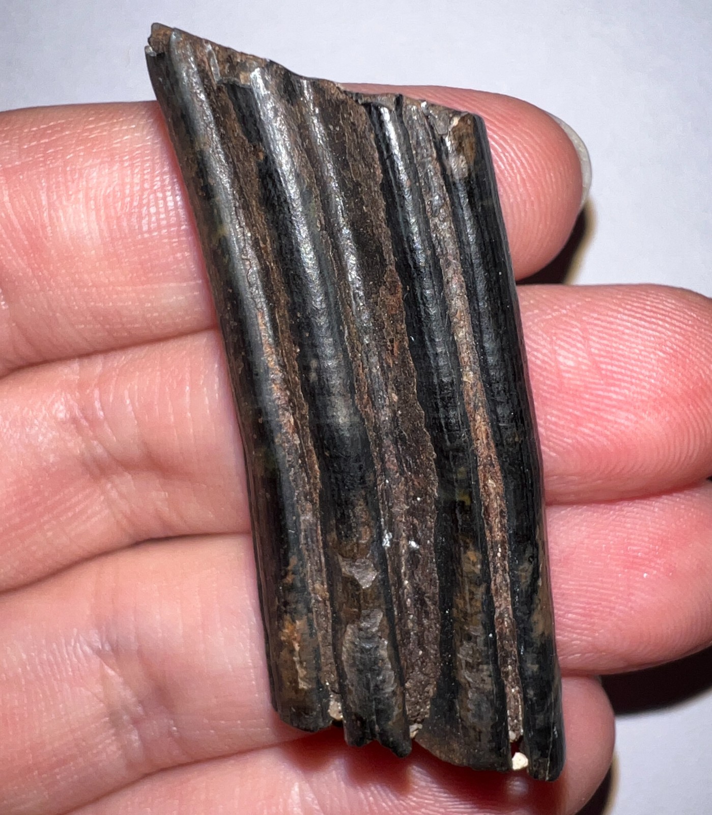 Framed Rare Ice Age Fossil Giant Extinct Beaver Tooth CASTOROIDES 1.84 Inches!