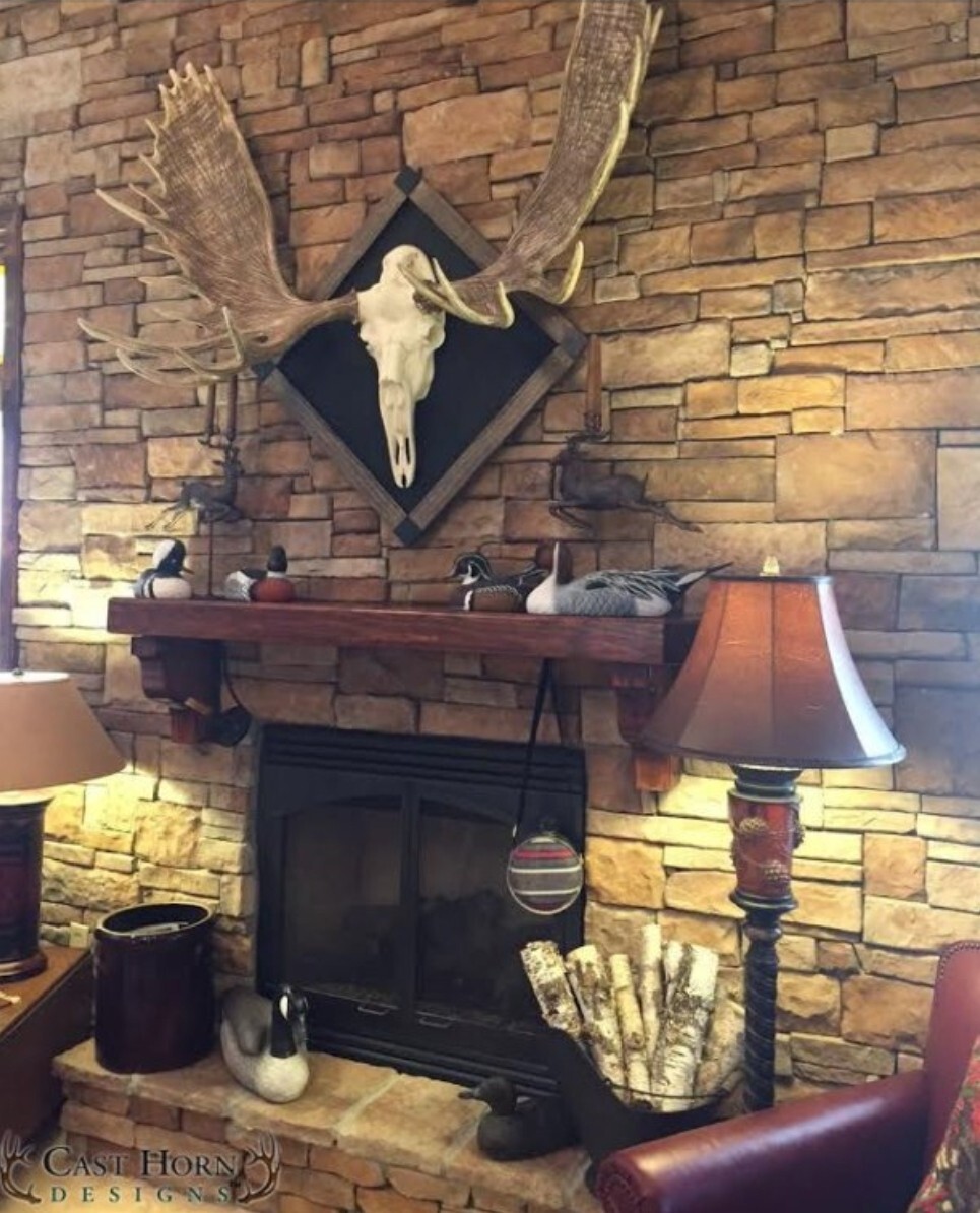 NEW 60" Alaska Bull Moose Antler Rack European Cast Mount Cabela's Taxidermy USA