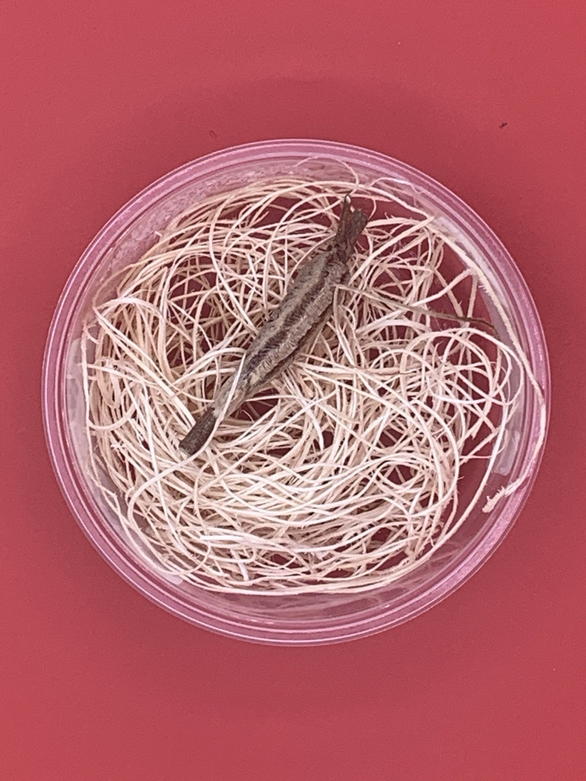 1 Carolina Praying Mantis Egg Case