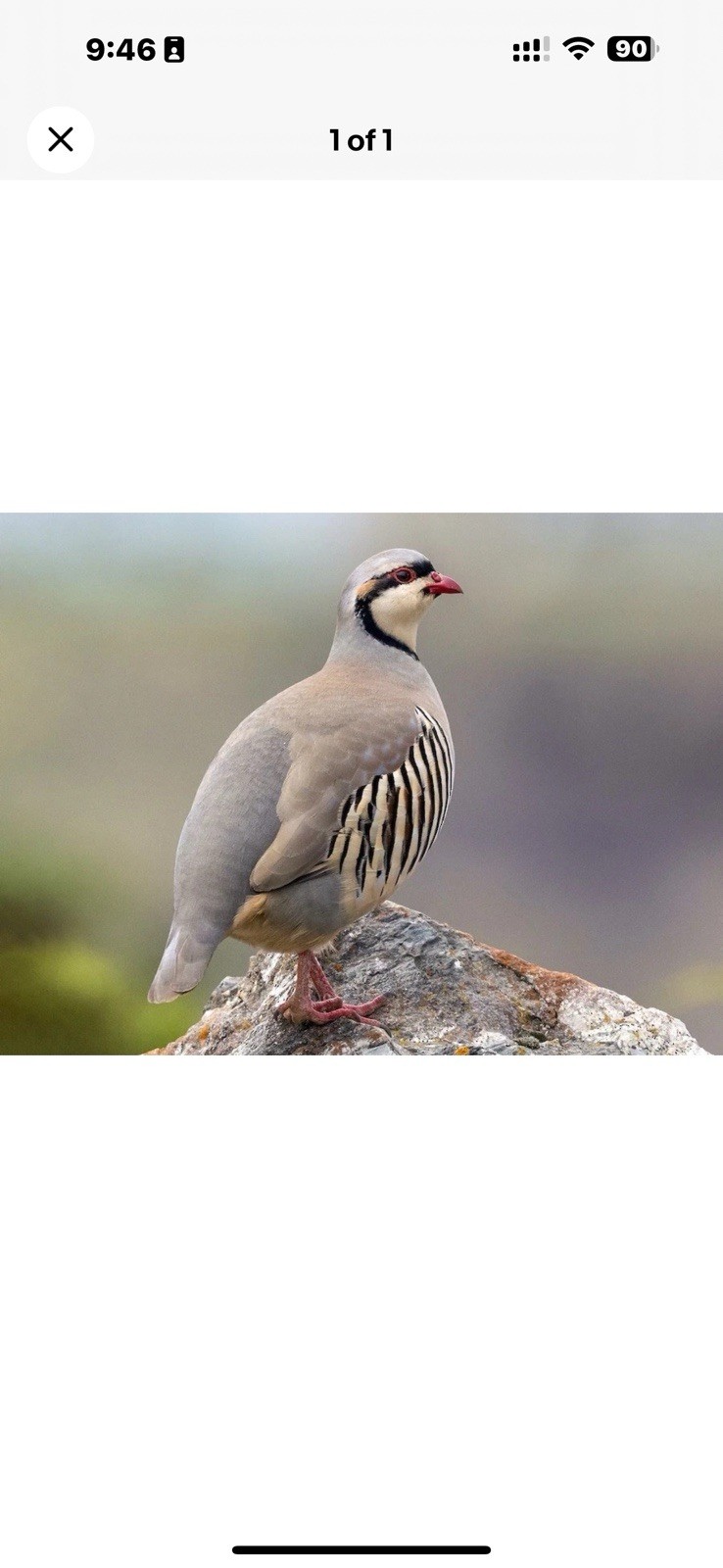 6 Chukar Partridge Hatching Eggs
