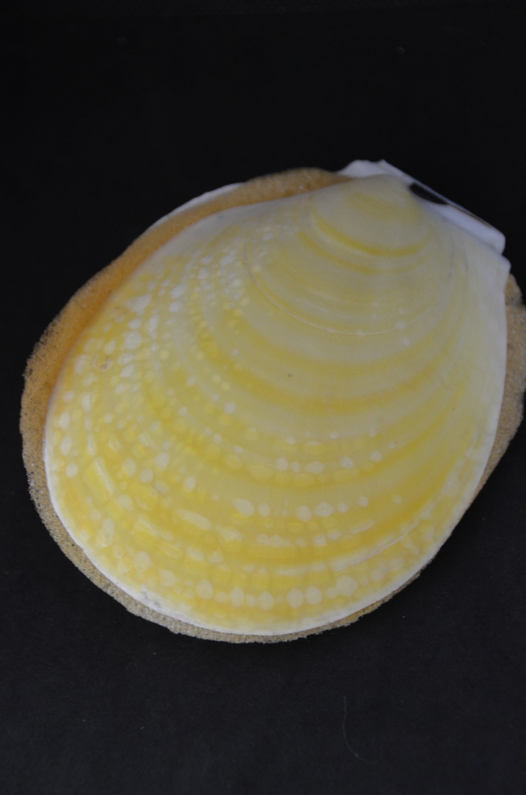 Specimen Acesta Rathbuni  (Lima Dalli)  Pair  -  134 mm - Pale Yellow