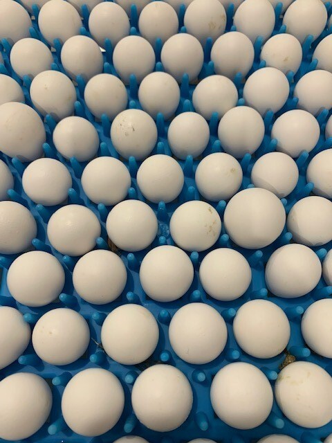 25+ Northern Bobwhite Quail Fertile Hatching Eggs! NPIP Cert - FREE SHIPPING