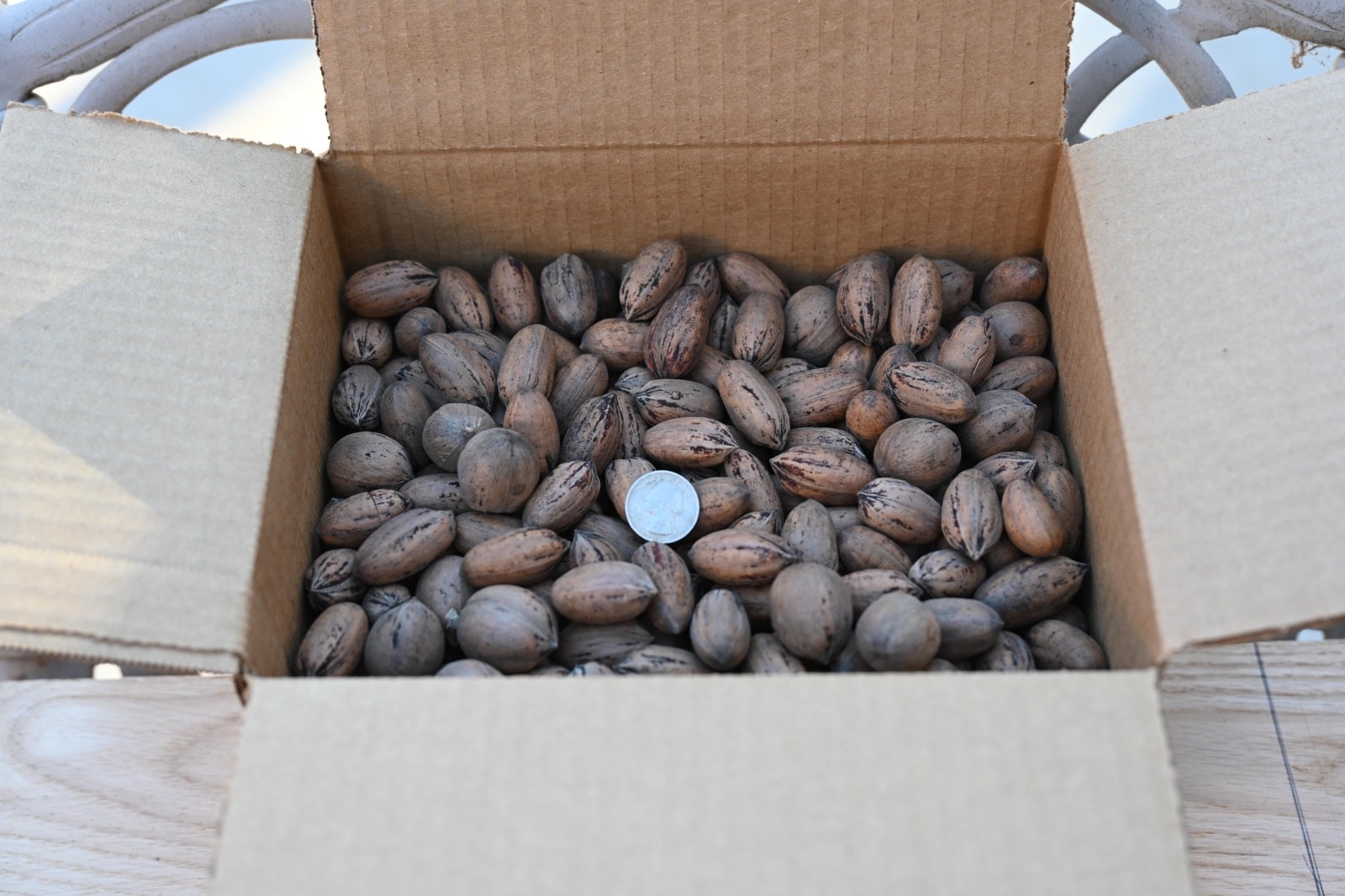 8 Lbs Texas Pecans In-Shell, Mixed Variety, (2025 Crop), No Pesticides/Chemicals