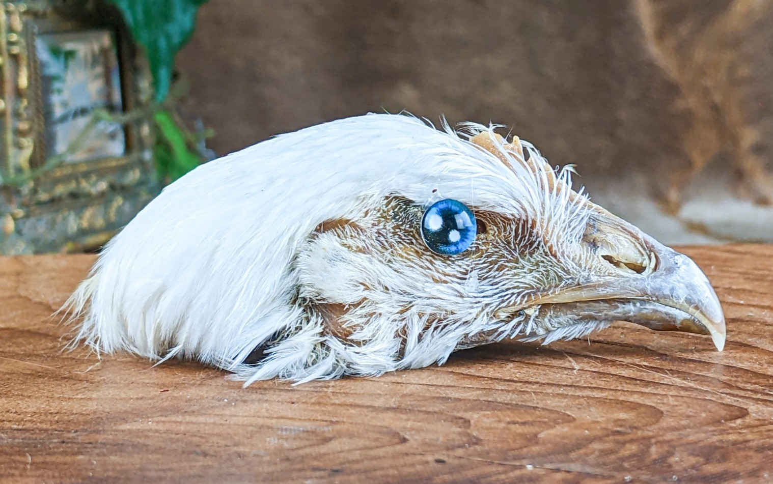 Chicken Rooster head Mount specimen crafts crafting Oddities Curiosities craft