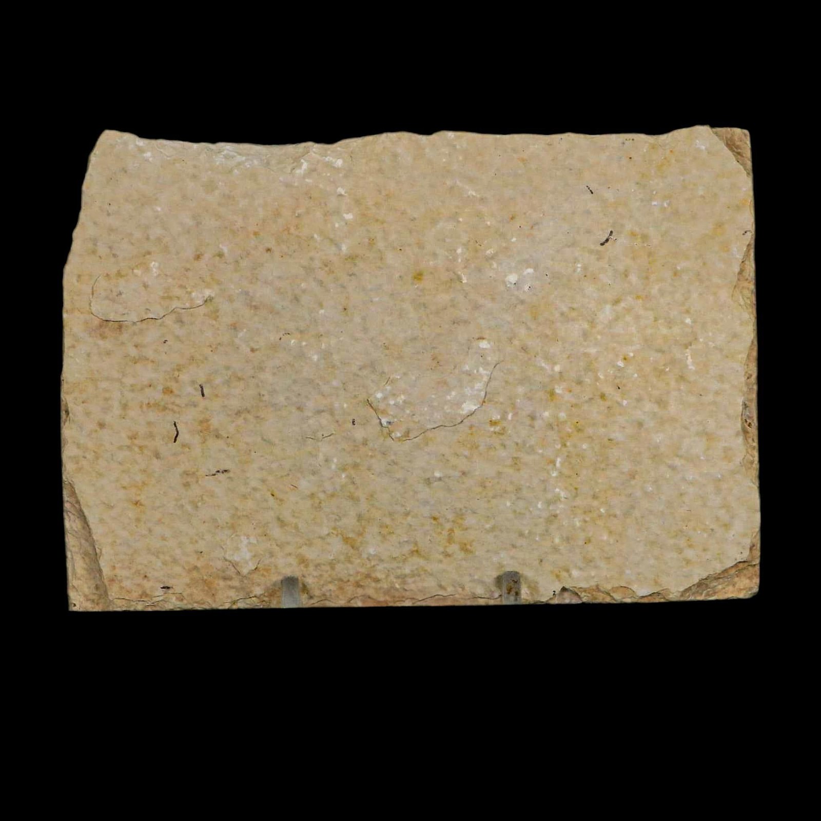 3.3" Diplomystus Dentatus Fossil Fish Green River FM WY Eocene Age COA, Stand