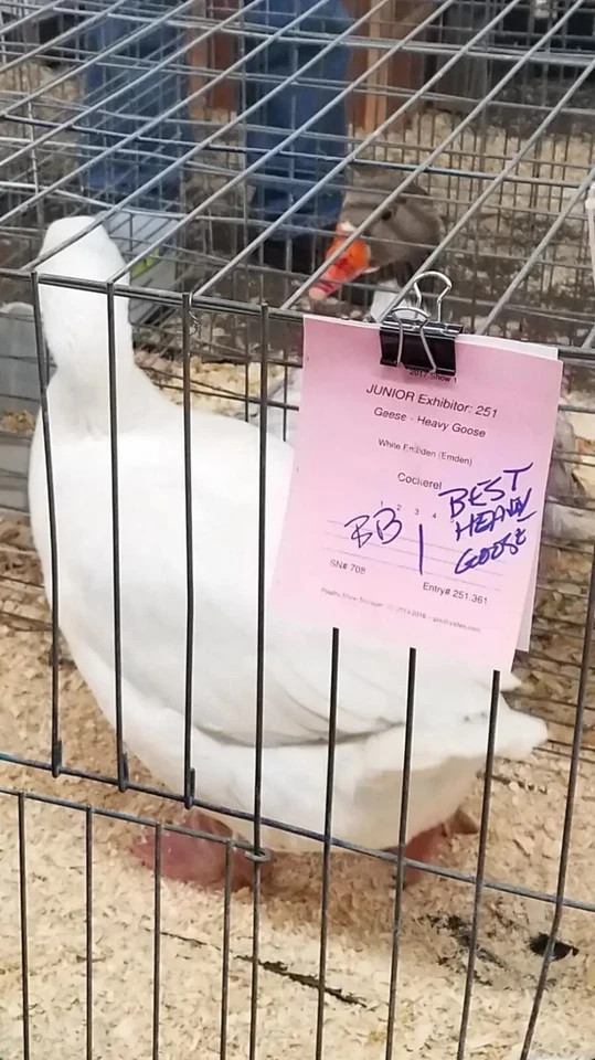 White Embden Hatching Goose Eggs