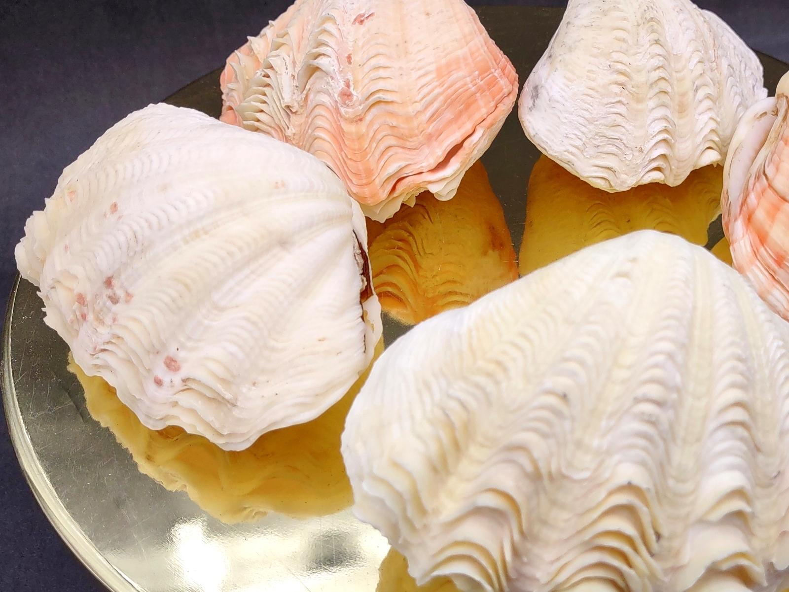 Derasa Clam Seashell White Tridacna Derasa (1 shell approx. 3+ inches)