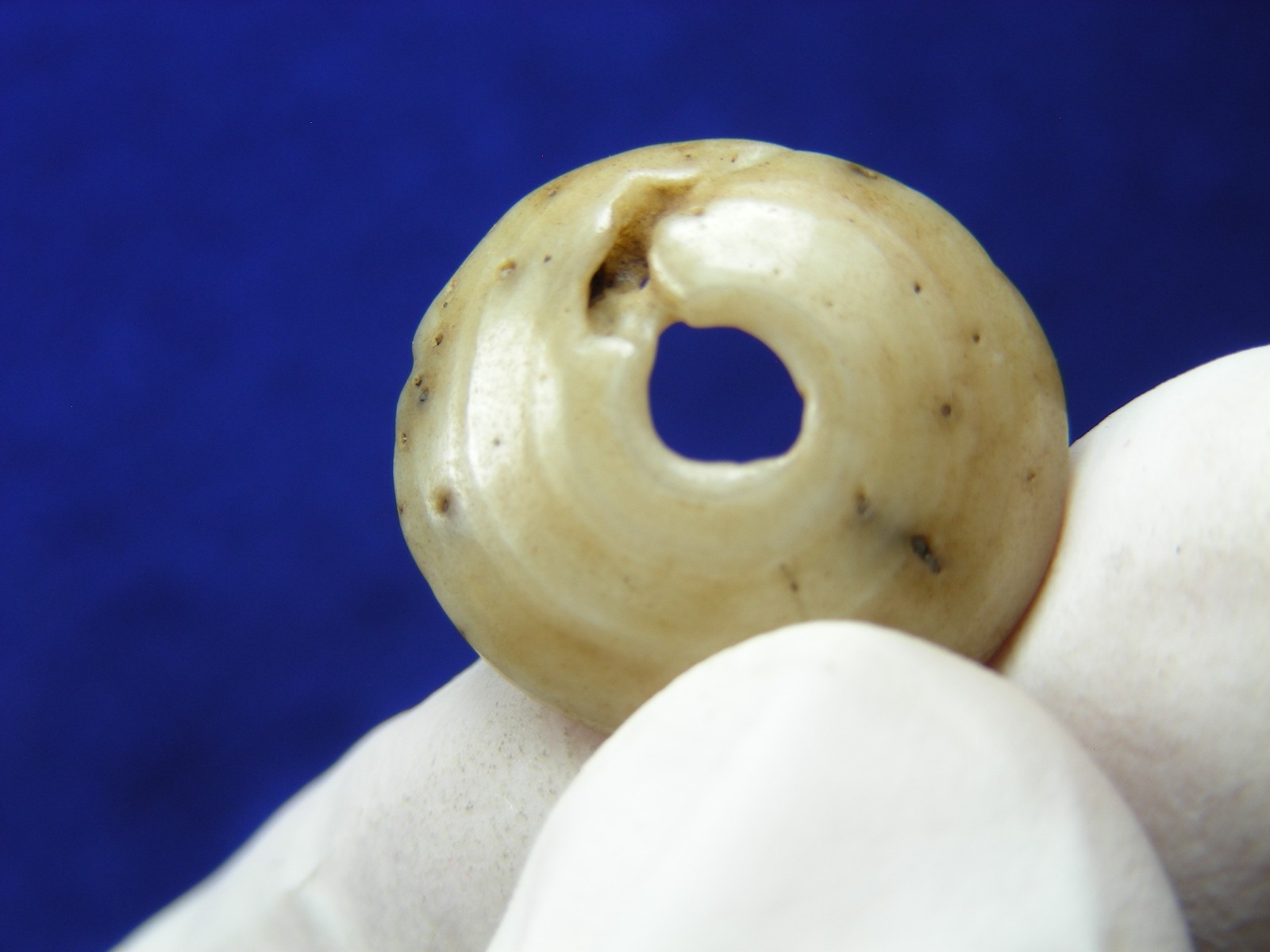 EXCELLENT DRILLED SHELL BEAD 11/16" TENNESSEE Authentic Indian Artifacts