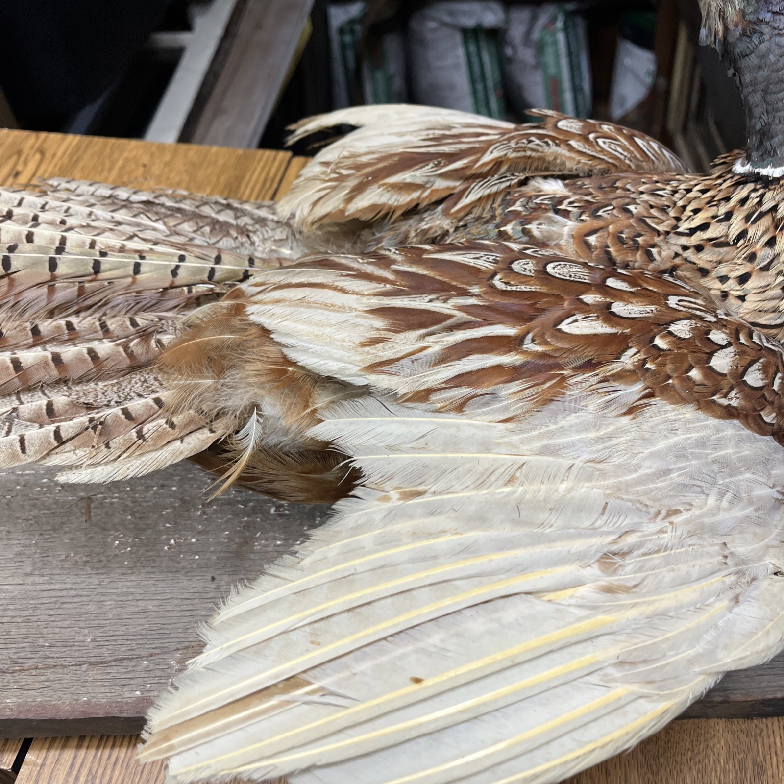 VINTAGE TAXIDERMY RING-NECKED FULL PHEASANT WALL MOUNT 24” CABIN HUNTING