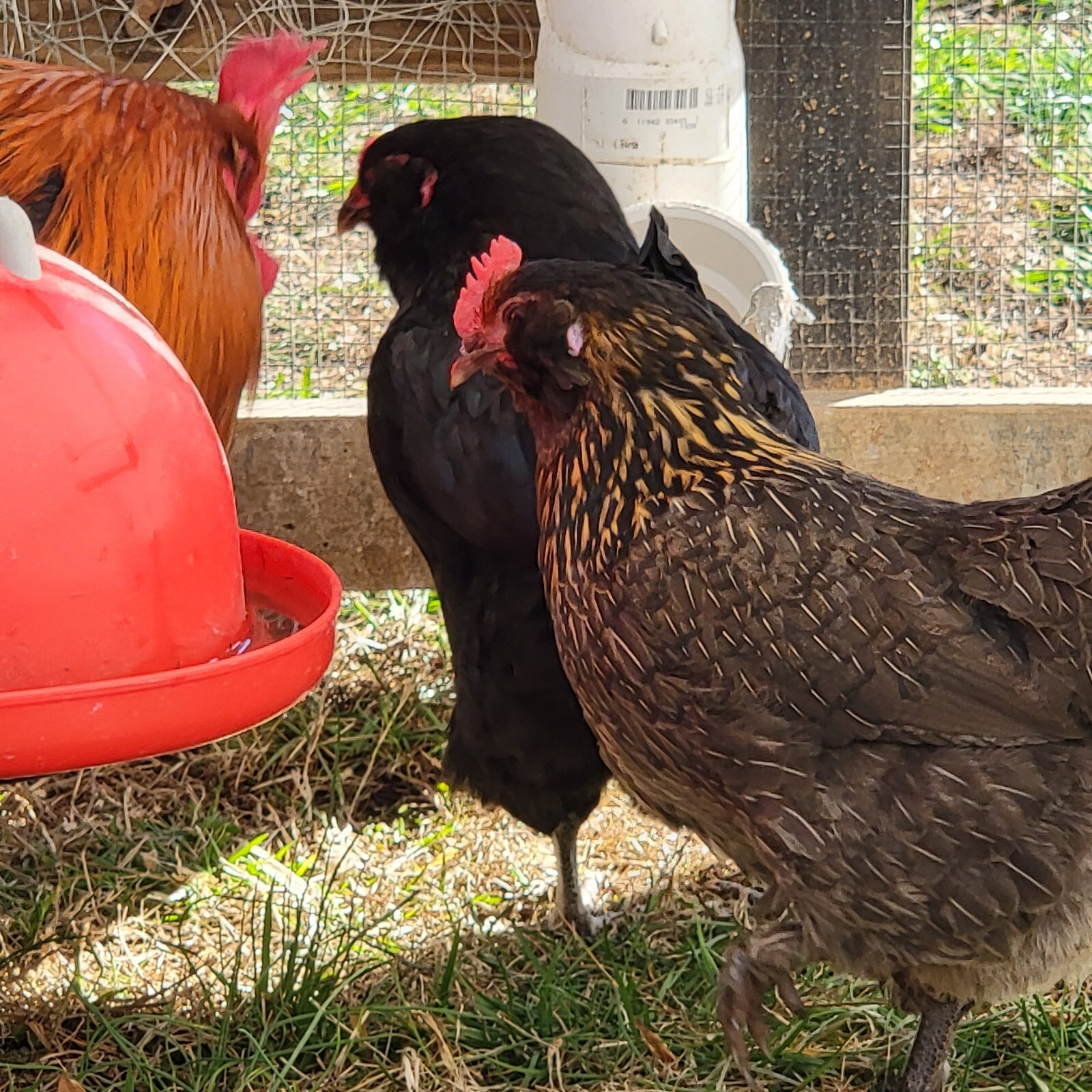 5+ F2 - F4 Olive Egger Hatching Eggs | Fast Free Shipping | TN NPIP CERTIFIED