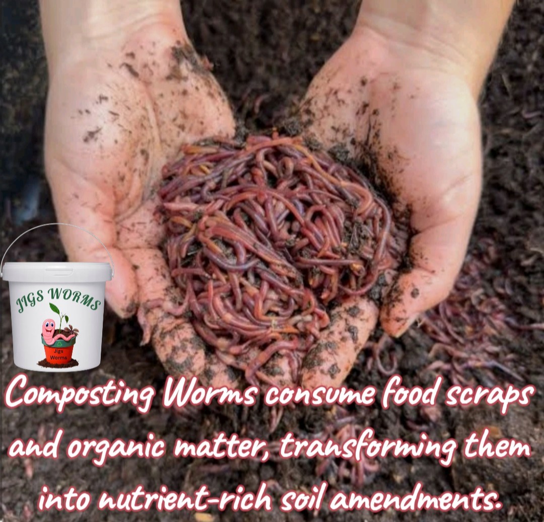 (JIGS) Live PURE Red Wiggler Composting Worms, FREE SHIPPING! No Manure!