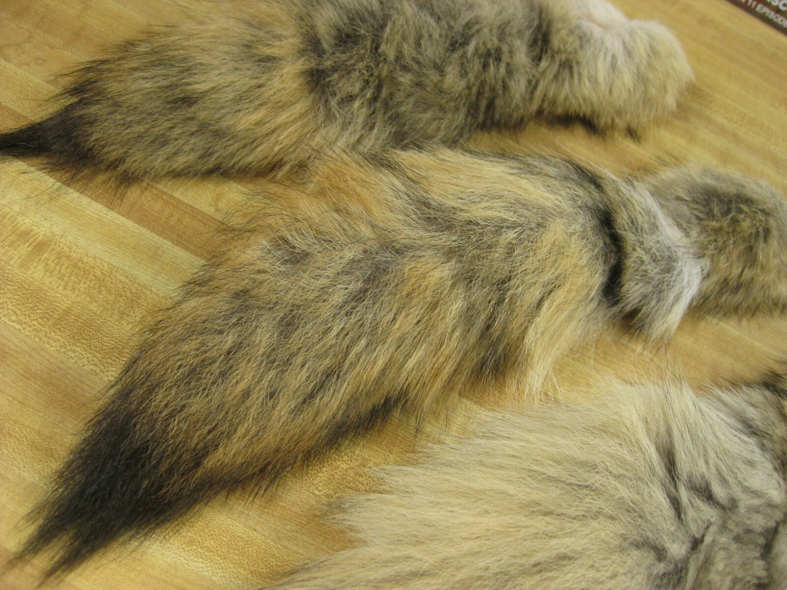 Tanned Coyote Tail # 1 Trapping Fur Coats Fur Craft Id Tag Blue