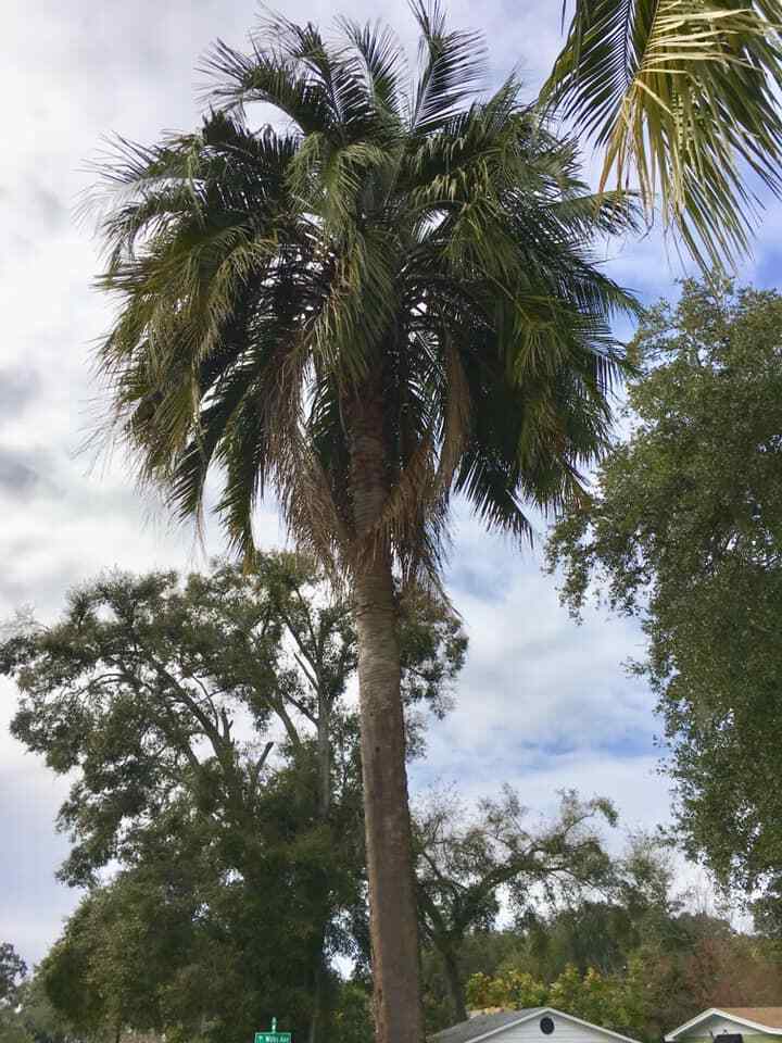 Butiagrus Seeds! F1 Hybrid Mule Palm Seeds. Rarely Ever Offered! Cold Hardy!