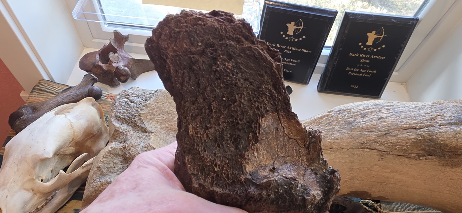 Mammoth Mandible - Chin - Fossil Kansas