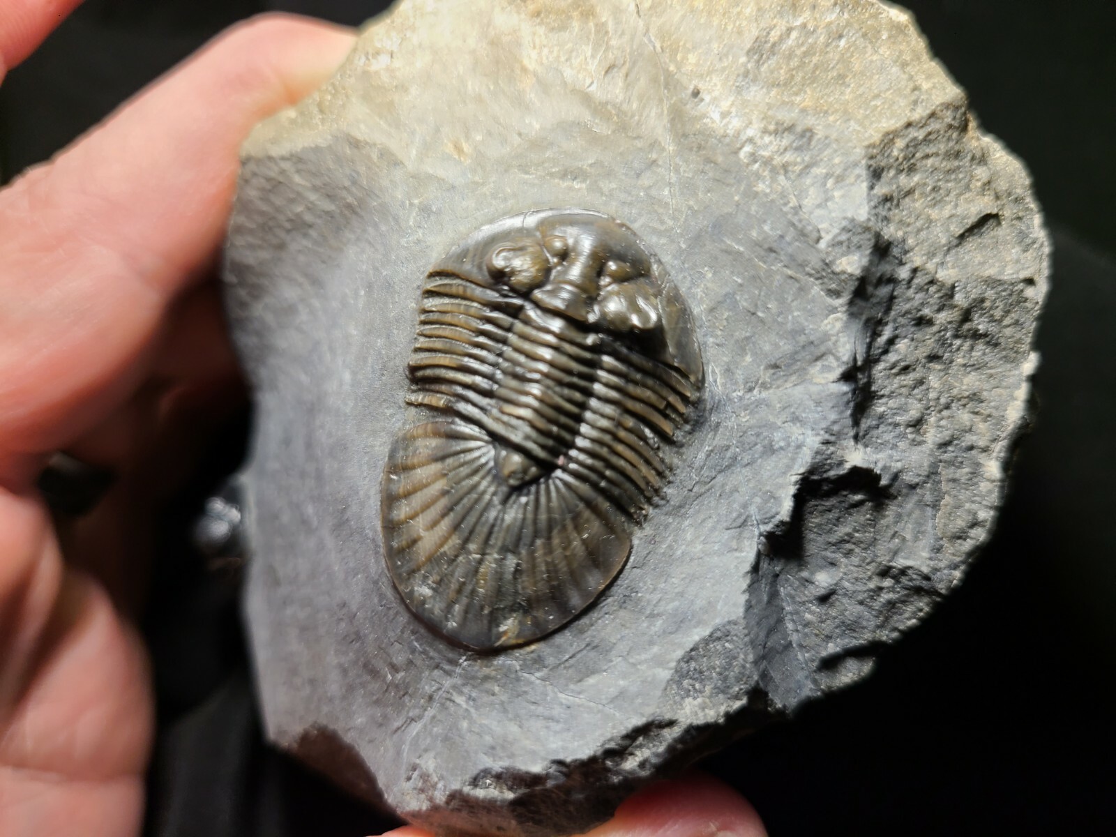 Top Quality double Scabriscutellum trilobite fossil from the Devonian Morocco