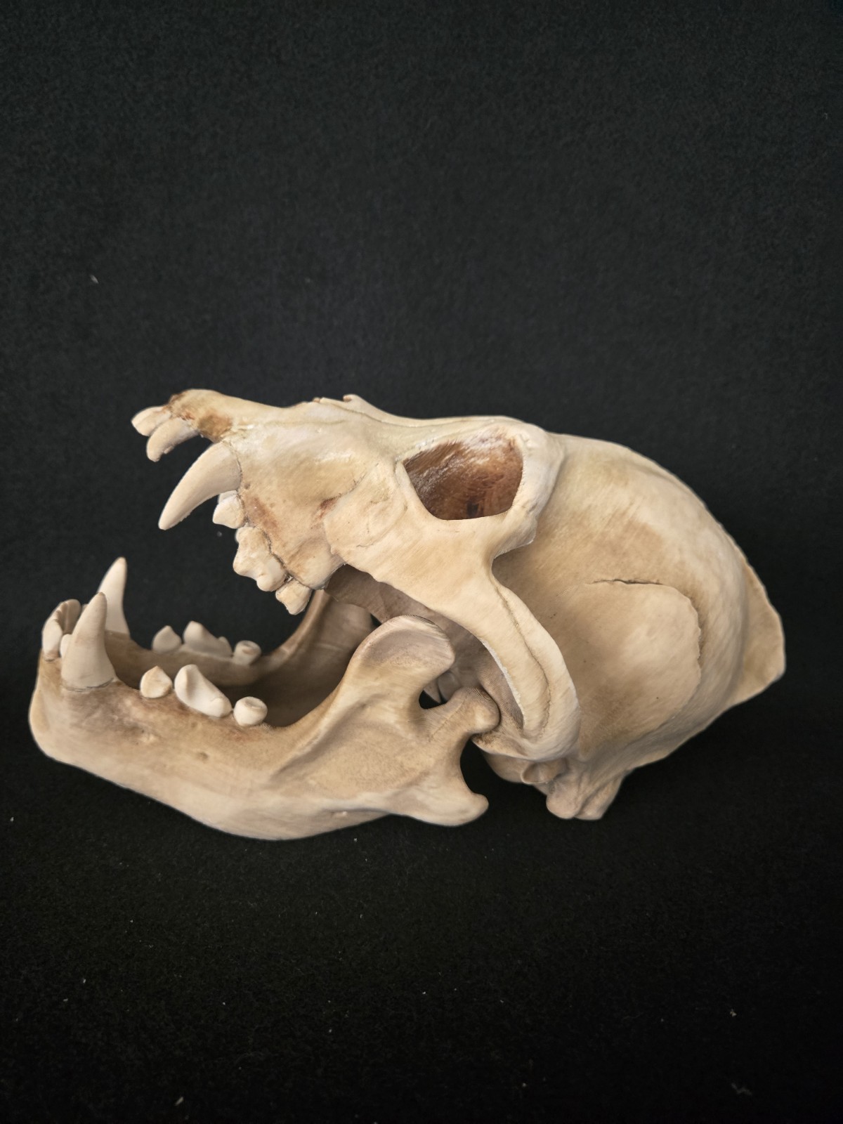 Werewolf Skull Realistic "Large" With Stand