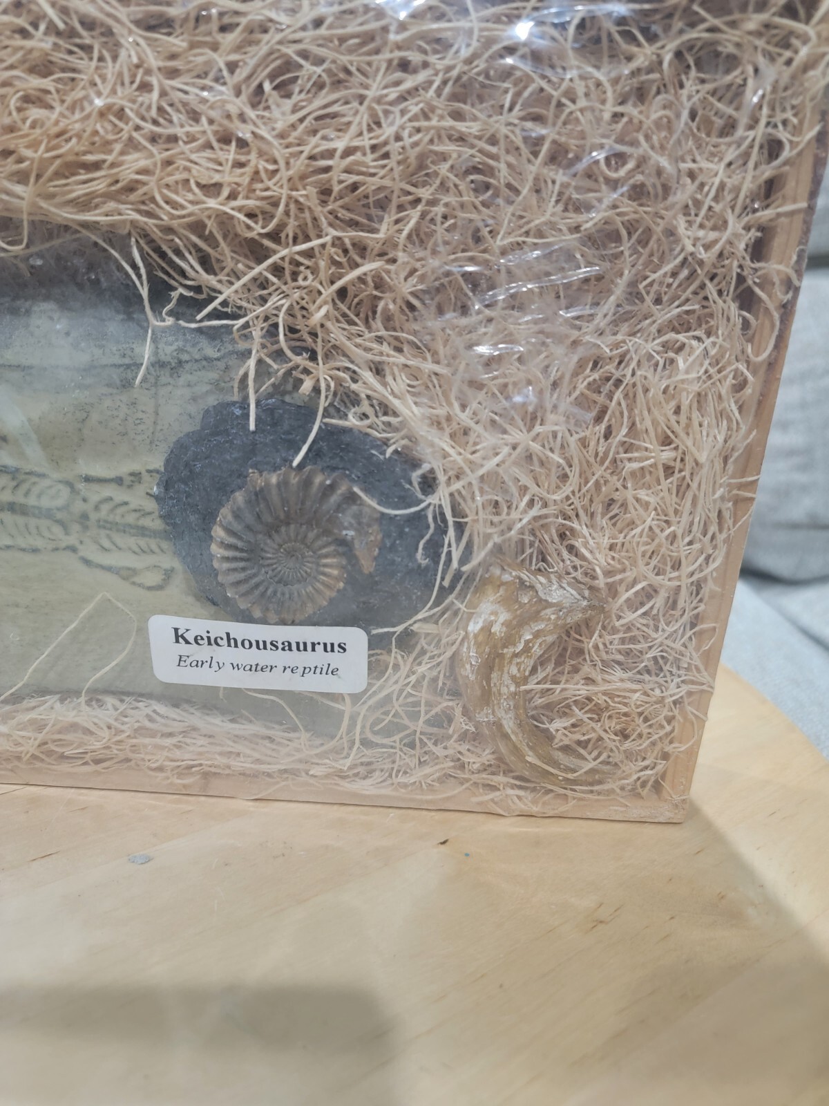 GeoCentral Keichousaurus, Ammonite, Raptor Claw - Fossils Replicas From The Past