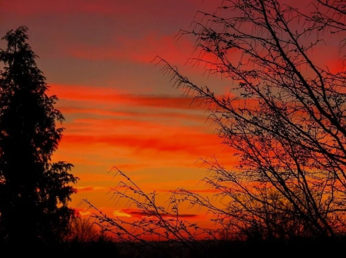 Digital Image Picture Photo Wallpaper Background Desktop Art Bird...