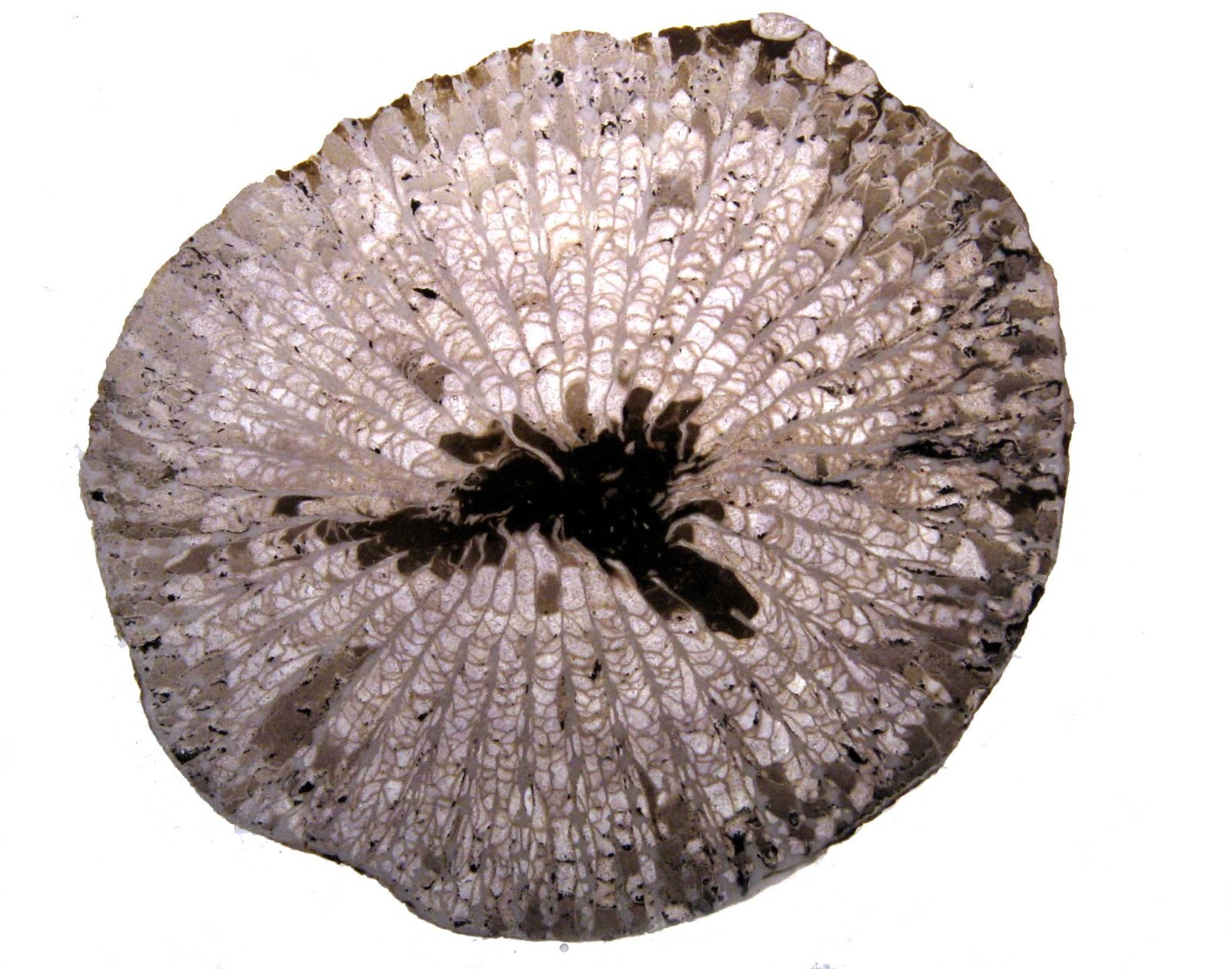 Geological Rock Formation & fossil Thin Section collection 100 slides in case