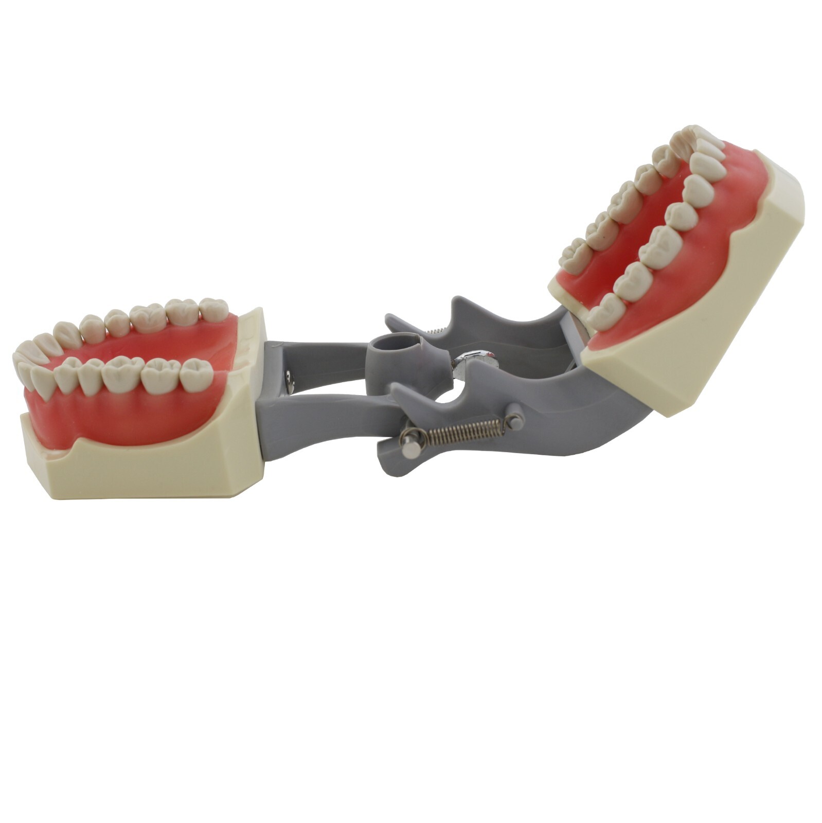 Columbia Dentoform 860 Dental Typodont Model 32pcs Removable Teeth Soft Gingiva